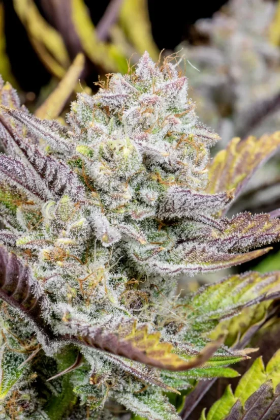 Fast Buds Sjemenke kanabisa Ljepilo za vjenčanja Auto