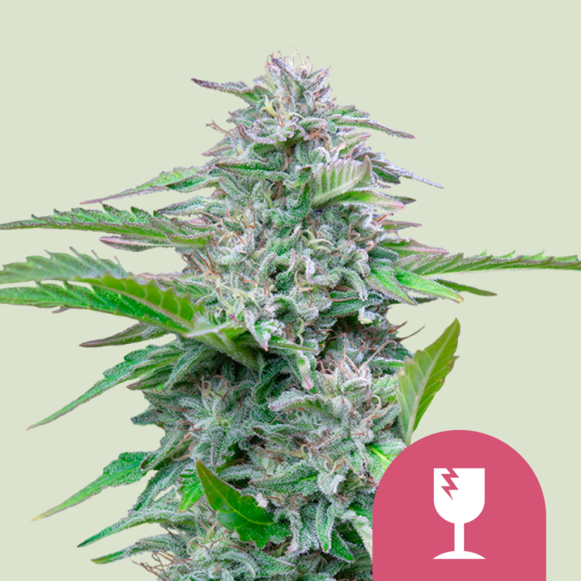 Royal Queen Seeds Semințe de Cannabis Critical Feminizate