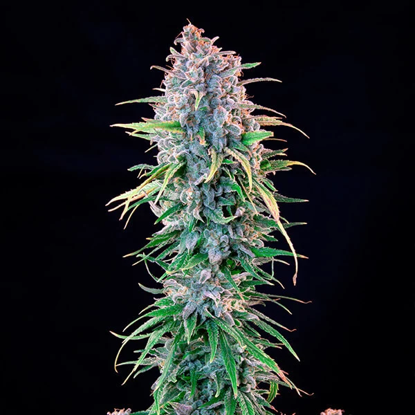 Royal Queen Seeds Seminte de canabis Power Flower feminizate