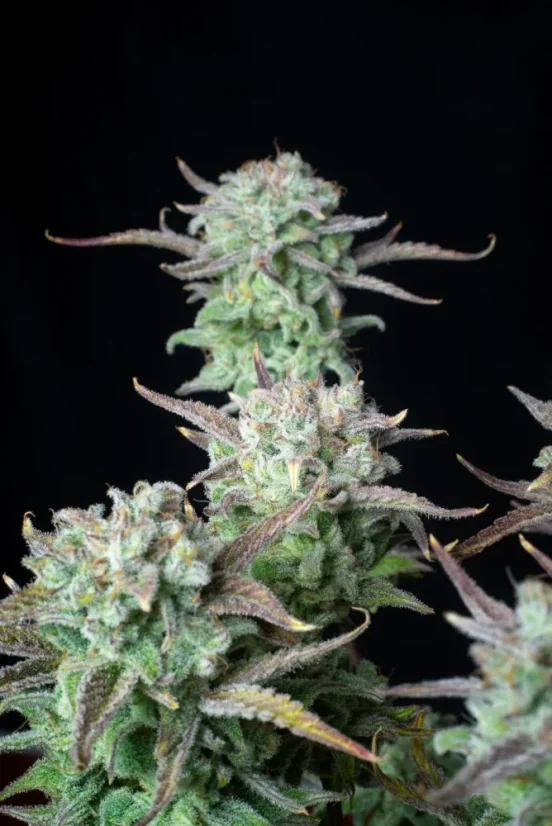 Fast Buds Cannabis Seeds Strawberry Banana Auto