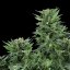 Royal Queen Seeds Semi di cannabis Royal AK Auto