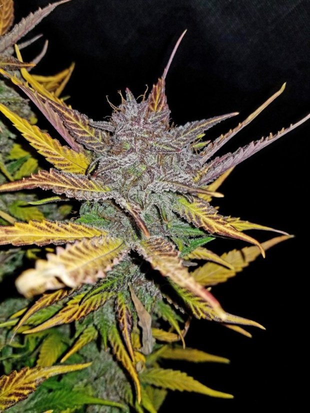 Fast Buds Kremasti kolačići sjemenki kanabisa, automatski