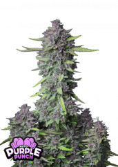Fast Buds Sjemenke konoplje Purple Punch Auto