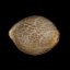 Silent Seeds Seminte de Cannabis Exotice Sorbet de Lamaie Feminizate