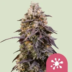 Royal Queen Seeds Cannabis Seeds Sticky Queen Nőiesített