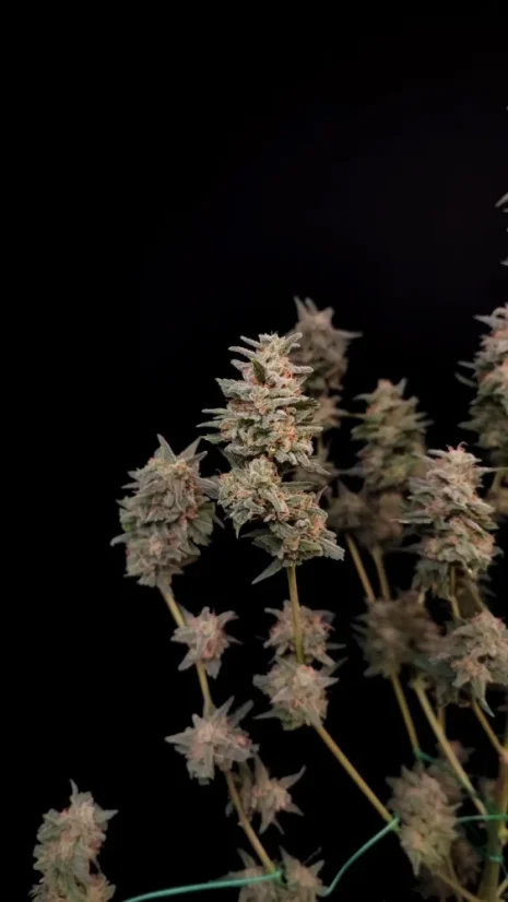 Fast Buds Sjemenke konoplje Critical Auto