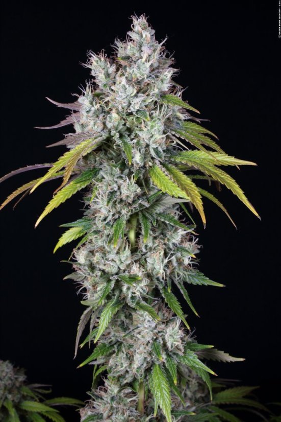 T.H.Seeds™ Graines de cannabis Underdawg™, paquet de 5+1, féminisées