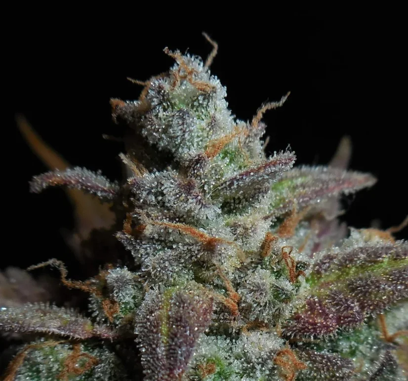Fast Buds Sjemenke konoplje Limun AK Auto