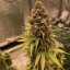 Doctor´s Choice Seminte Diesel Fast F1 BX Regular