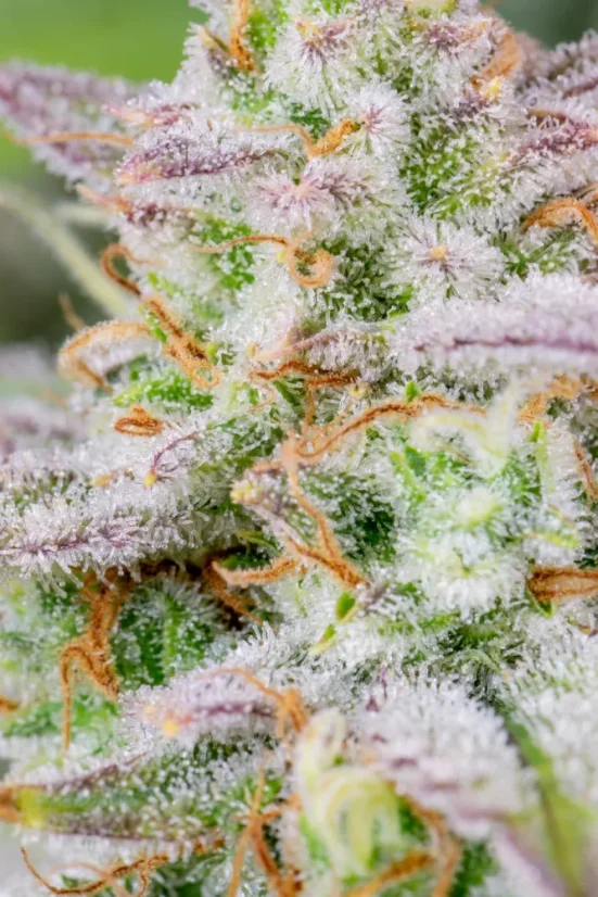Fast Buds Semi di Cannabis Forbidden Runtz Auto