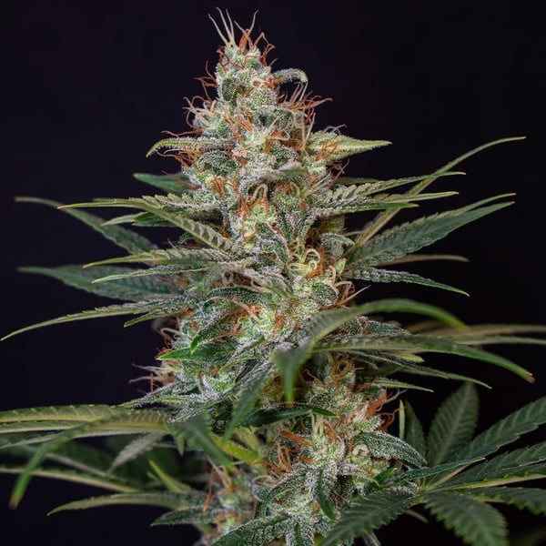 Royal Queen Seeds Seminte de canabis Shogun feminizate