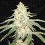 T.H.Seeds™ Cannabisfrø Wy-Kiki, 6+1 specialpakke, feminiseret