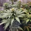 Blimburn Seeds Semena konoplje Grizzly Purple Kush Feminized
