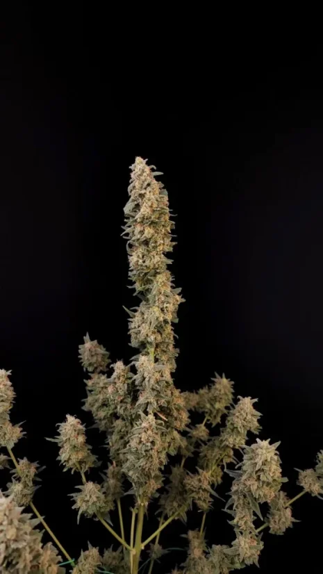 Fast Buds Sjemenke Kanabisa Critical Auto