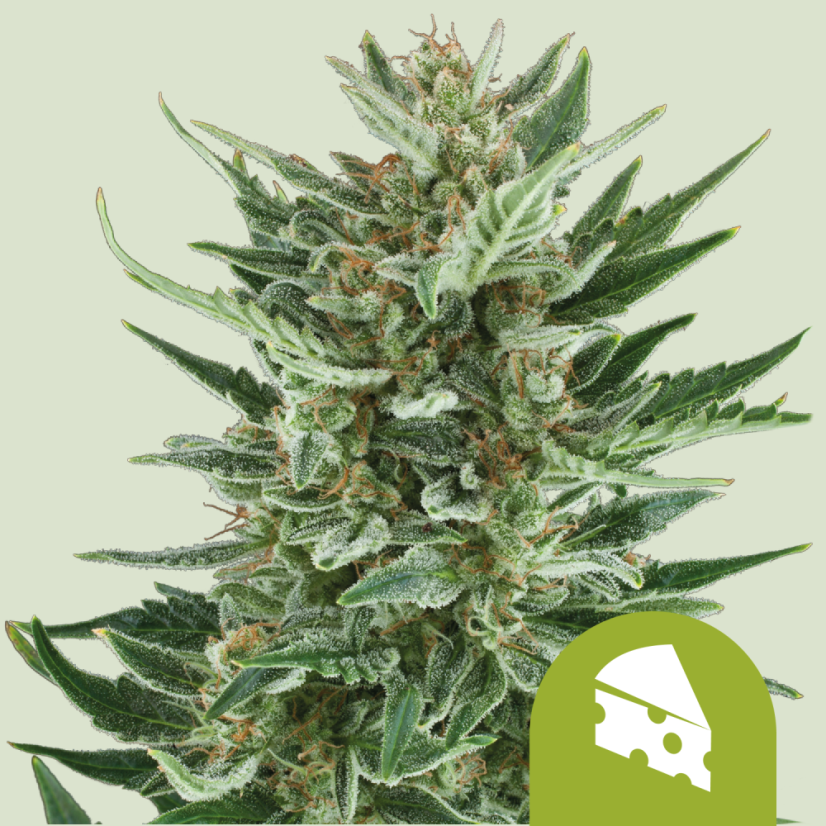 Royal Queen Seeds Seminte de canabis Royal Cheese Auto