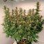 Silent Seeds Seminte exotice de canabis Gorilla Frost feminizate