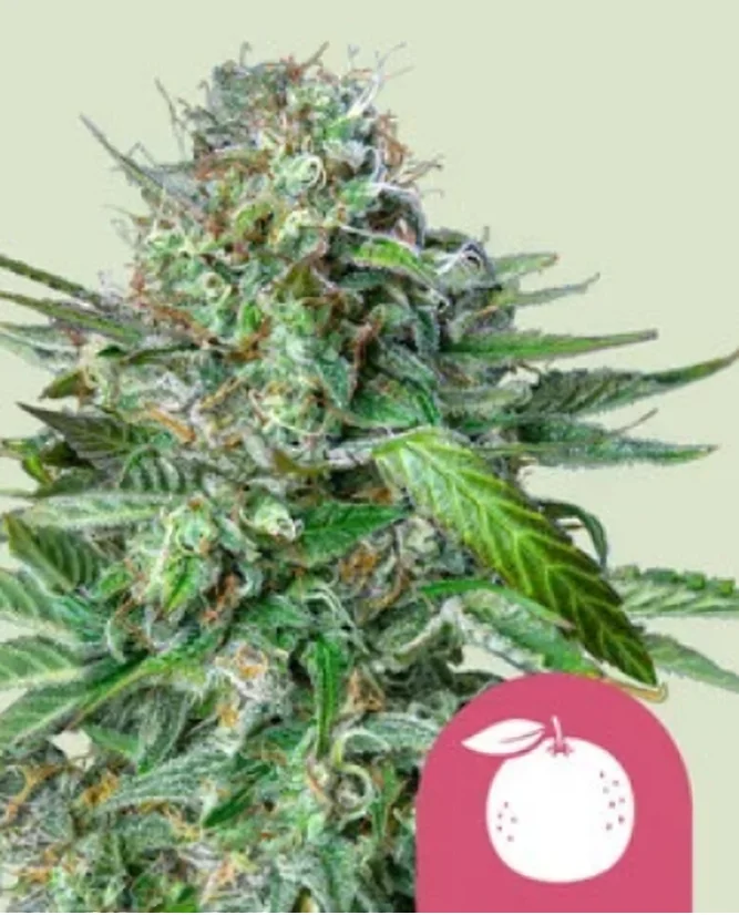 Royal Queen Seeds Graines de cannabis Tangie Féminisées