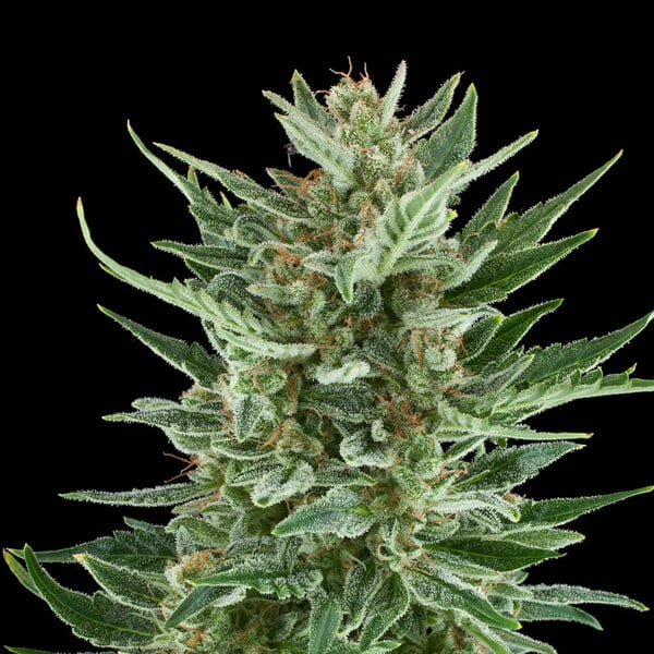 Royal Queen Seeds Seminte de canabis Easy Bud Auto
