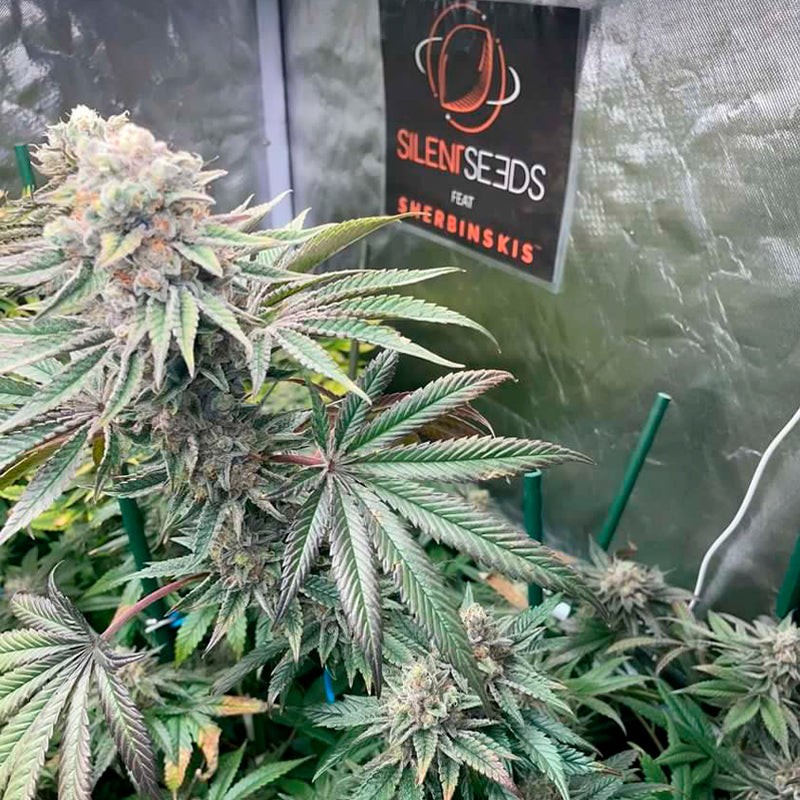 Silent Seeds Seminte de Cannabis Pink Sunset By Sherbinskis Feminizate