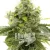 Blimburn Seeds Cannabisfrø Bruce Banner hurtigt blomstrende