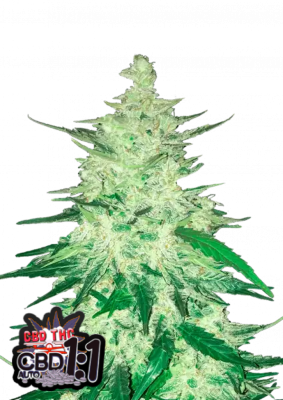 Fast Buds Cannabis Seeds CBD Crack Auto