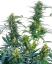 Sensi Seeds Seminte de canabis Guerrilla's Gusto® Regular, 10 buc