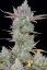 Fast Buds Sjemenke konoplje Gorilla Cookies Auto