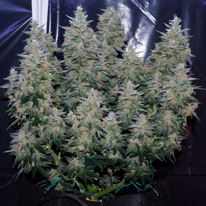 Silent Seeds Semi di cannabis classici Critical Jack femminizzati