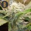 Blimburn Seeds Cannabis Seeds Sour Diesel Nőiesített