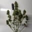 Blimburn Seeds Kanapių sėklos AK Auto