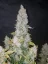 Fast Buds Cannabis Seeds Stardawg Auto