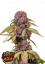 Fast Buds Cannabis Seeds Lemon Cherry Cookies Auto
