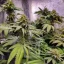 Blimburn Seeds Semena konoplje Grizzly Purple Kush Feminized
