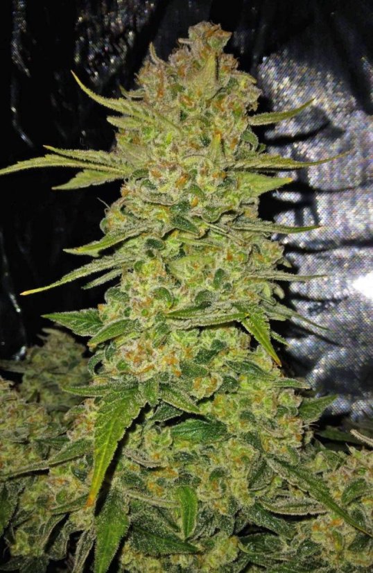 Fast Buds Насіння канабісу Папайя Печиво Авто