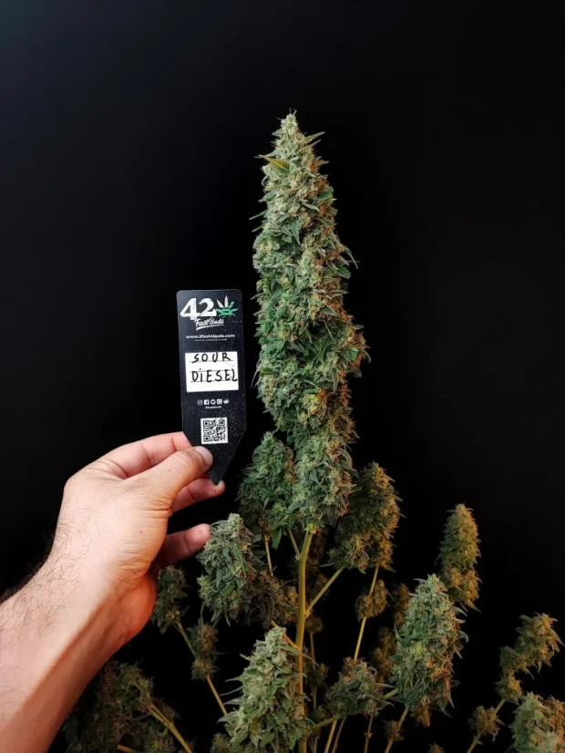 Fast Buds Sjemenke Kanabisa Sour Diesel Auto