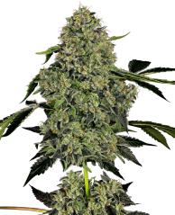 Sensi Seeds Seminte de canabis OG Kush Automatic feminizate de White Label, 3-10 buc