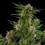 Royal Queen Seeds Semillas de cannabis Royal Critical Auto