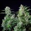 Royal Queen Seeds Seminte de canabis Easy Bud Auto