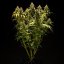 Royal Queen Seeds Seminte de canabis Triple G Auto