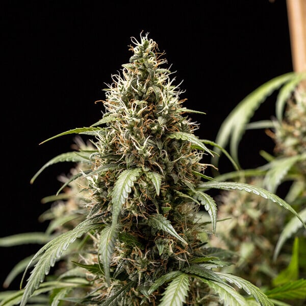 Royal Queen Seeds Seminte de canabis Biscuiti Gelato Auto