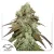 Dutch Passion Kanepiseemned CBD Mazar Feminized