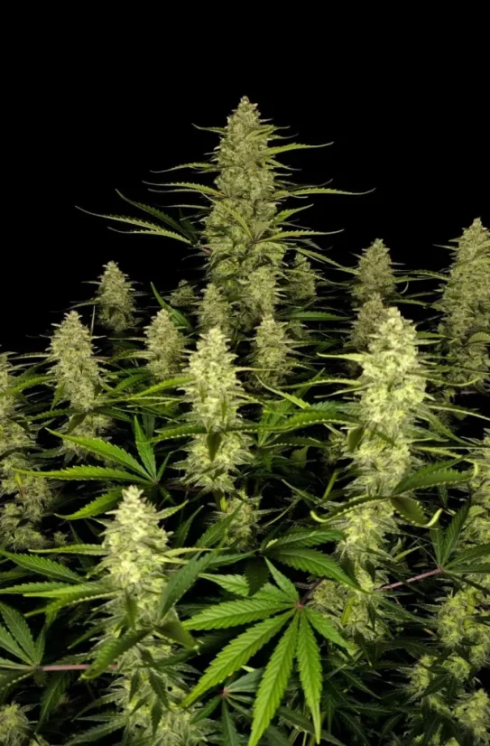 Fast Buds Насіння канабісу Папайя Печиво Авто