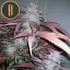 Blimburn Seeds Hanfsamen Critical Daddy Feminisiert