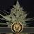 Blimburn Seeds Cannabisfrø Santa Muerte hurtigt blomstrende feminiseret