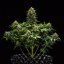 Royal Queen Seeds Seminte de canabis Sweet Skunk Auto