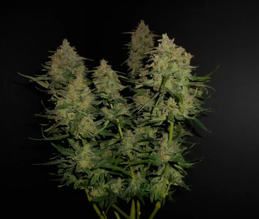 Fast Buds Sjemenke konoplje Limun AK Auto