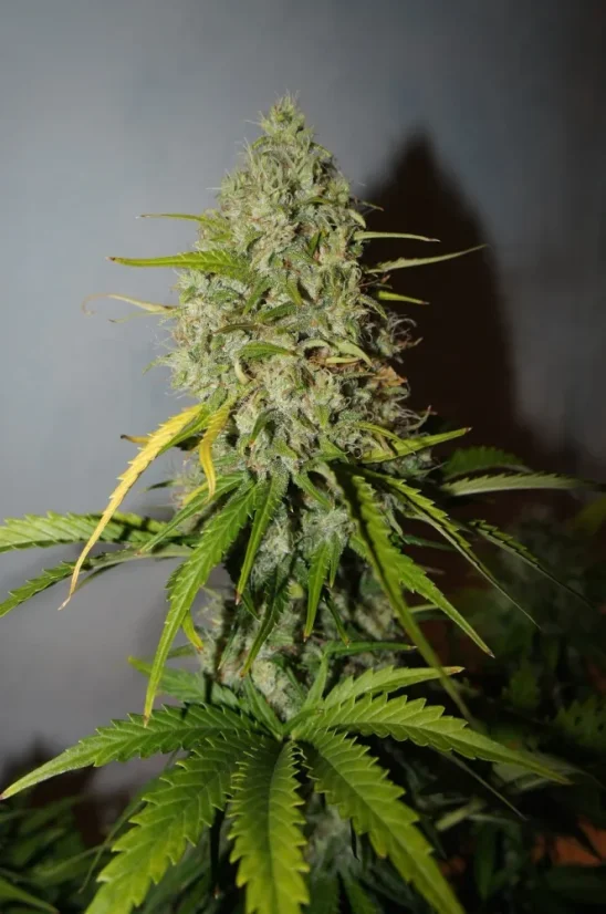 Fast Buds Sjemenke konoplje Grejp Auto