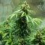 Royal Queen Seeds Seminte de canabis Royal Dwarf Auto