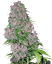 Sensi Seeds Seminte de canabis Purple Bud feminizate de White Label, 3-10 buc