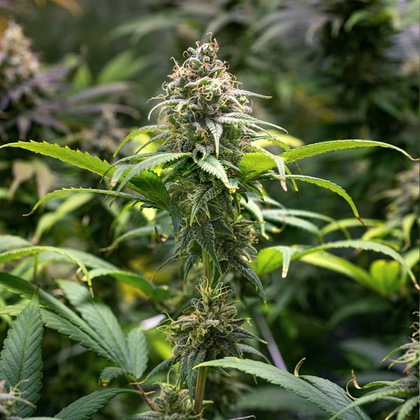 Royal Queen Seeds Seminte de canabis Chocolate Haze feminizate